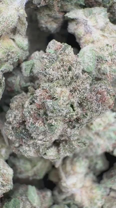Sugar Cookies Minis - Bulk Minis - Indica