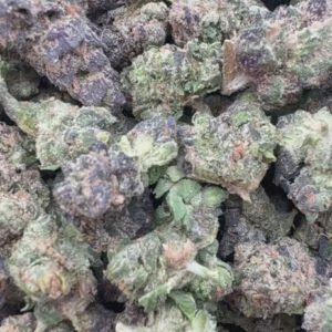 Versace Indoor Minis - Bulk Minis - Hybrid