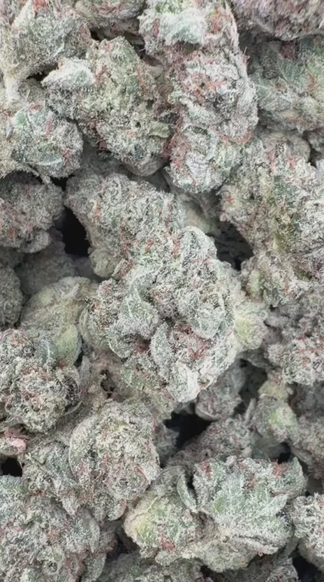 Gorilla Glue Indoor Minis - Bulk Minis - Hybrid